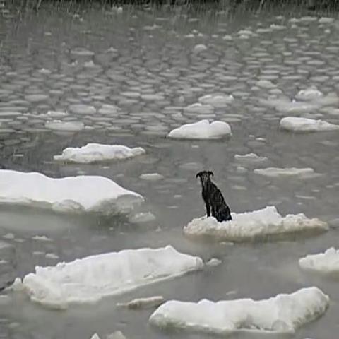 stranded on iceberg