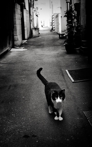 old alley cat