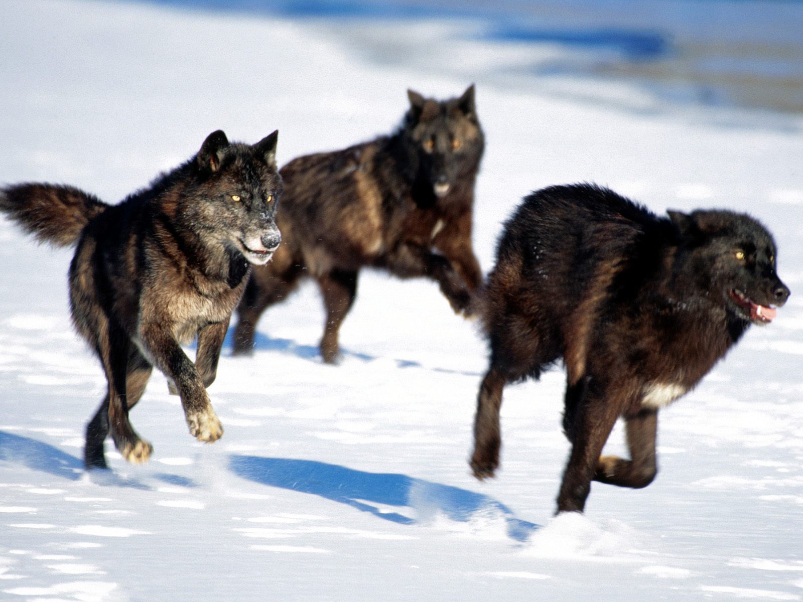wolf pack chasing you down