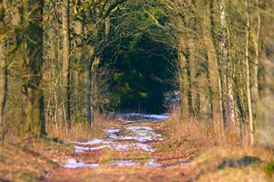 path into woods, meteor crash